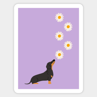 Dachshund Dog with Daisy Flower Sticker